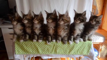 Seven Kittens Cute Cats Compilation.