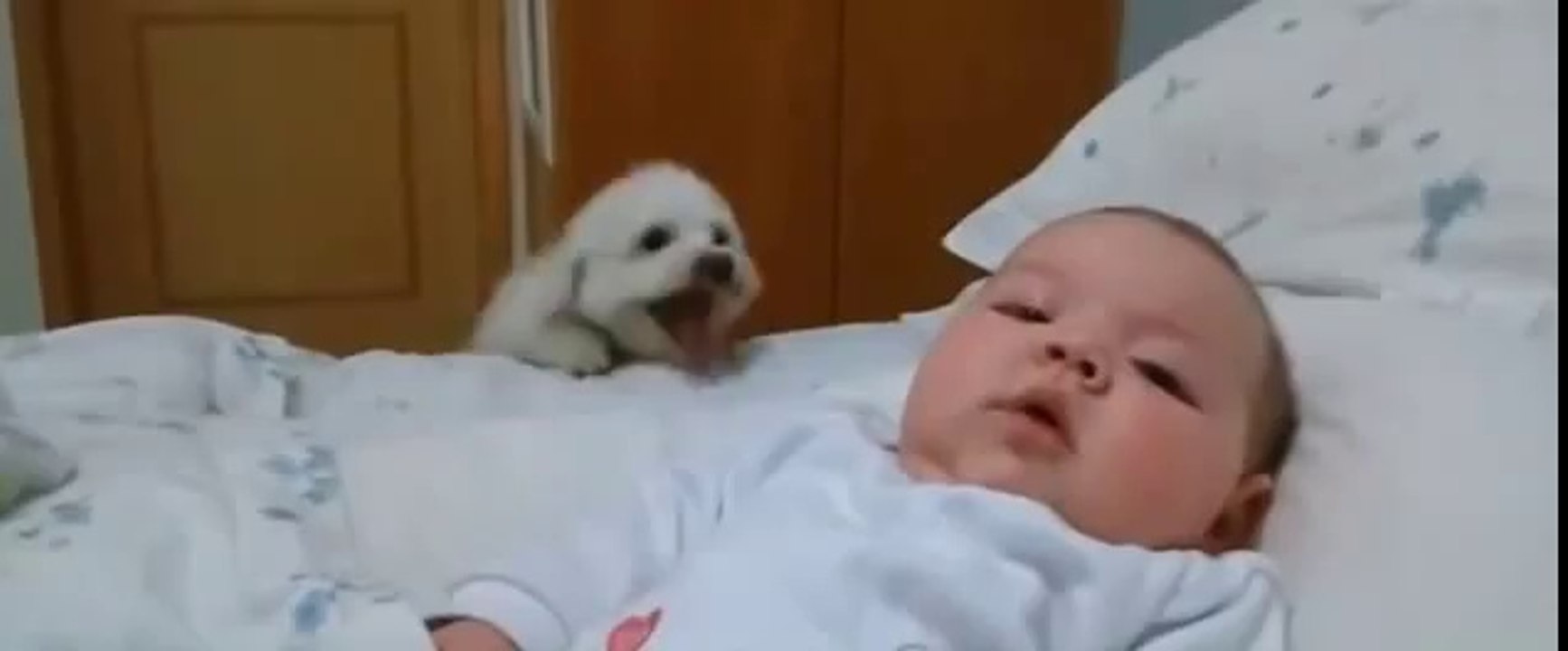 Dog plays with the baby