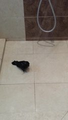 Baby Raven bird takes his first shower