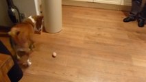 Confused dog tries to figure out egg