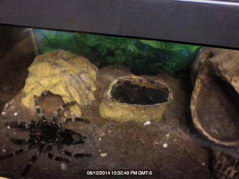 Molting Tarantula leaves behind her shell