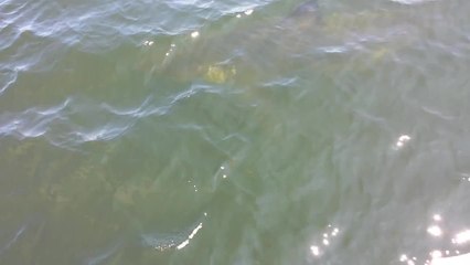 Great white shark spotted off New Brunswick coast