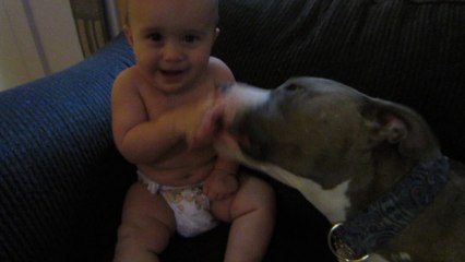 Pit bull gives adorable baby a laugh attack