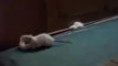 Mother mouse adorably carries babies to their new home