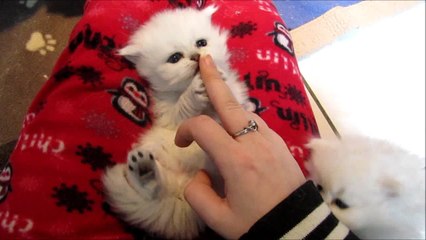 Precious kitten enjoying belly tickle