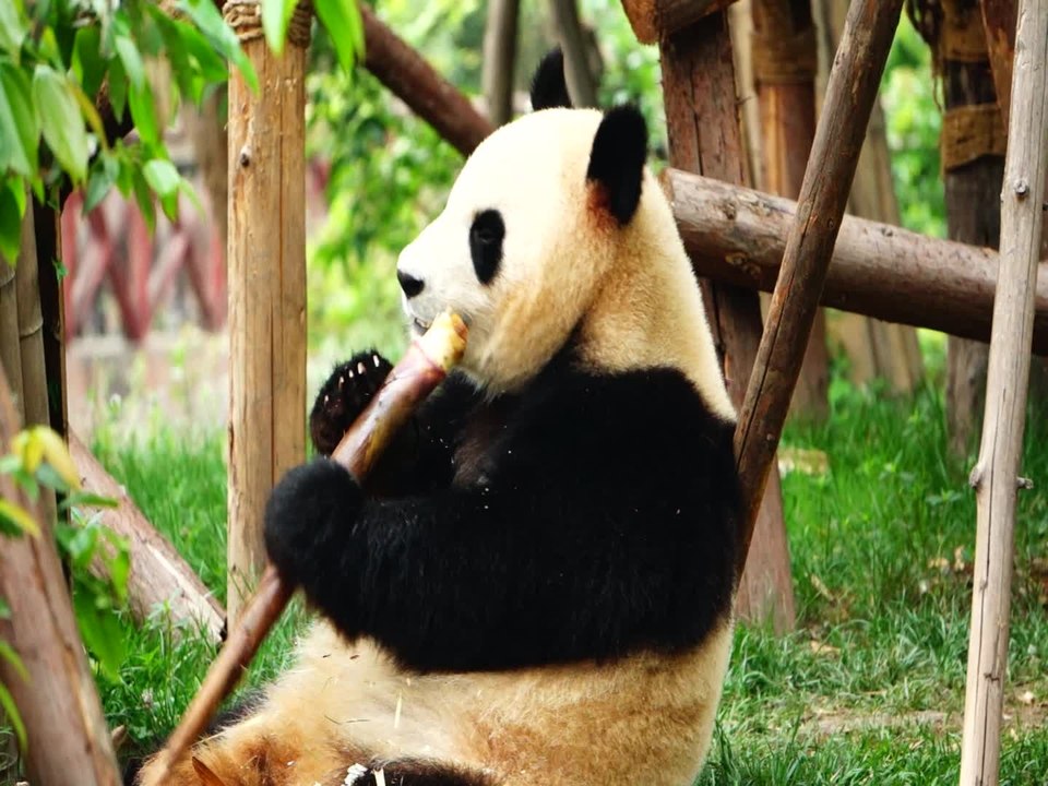 A Giant Pandas breakfast time