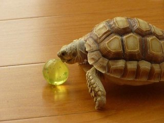 Excited pet turtle shows off ball handling skills