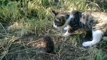 Curious kitten meets a baby hedgehog