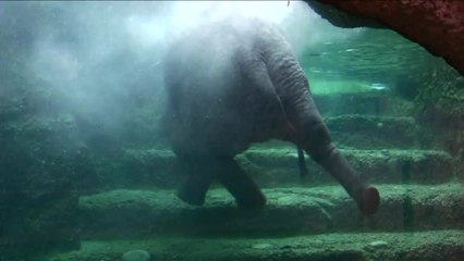 Elephant goes for a swim at the Zurich Zoo