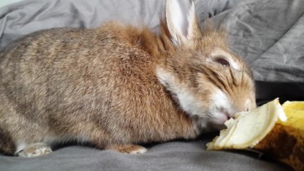 Simba the rabbit eating a banana