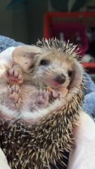 Tired baby hedgehog yawns adorably