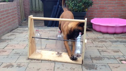 Clever dog figures out bottle game for treats