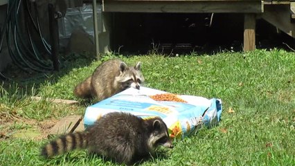 Sneaky raccoon hauls off 28 pound bag of cat food