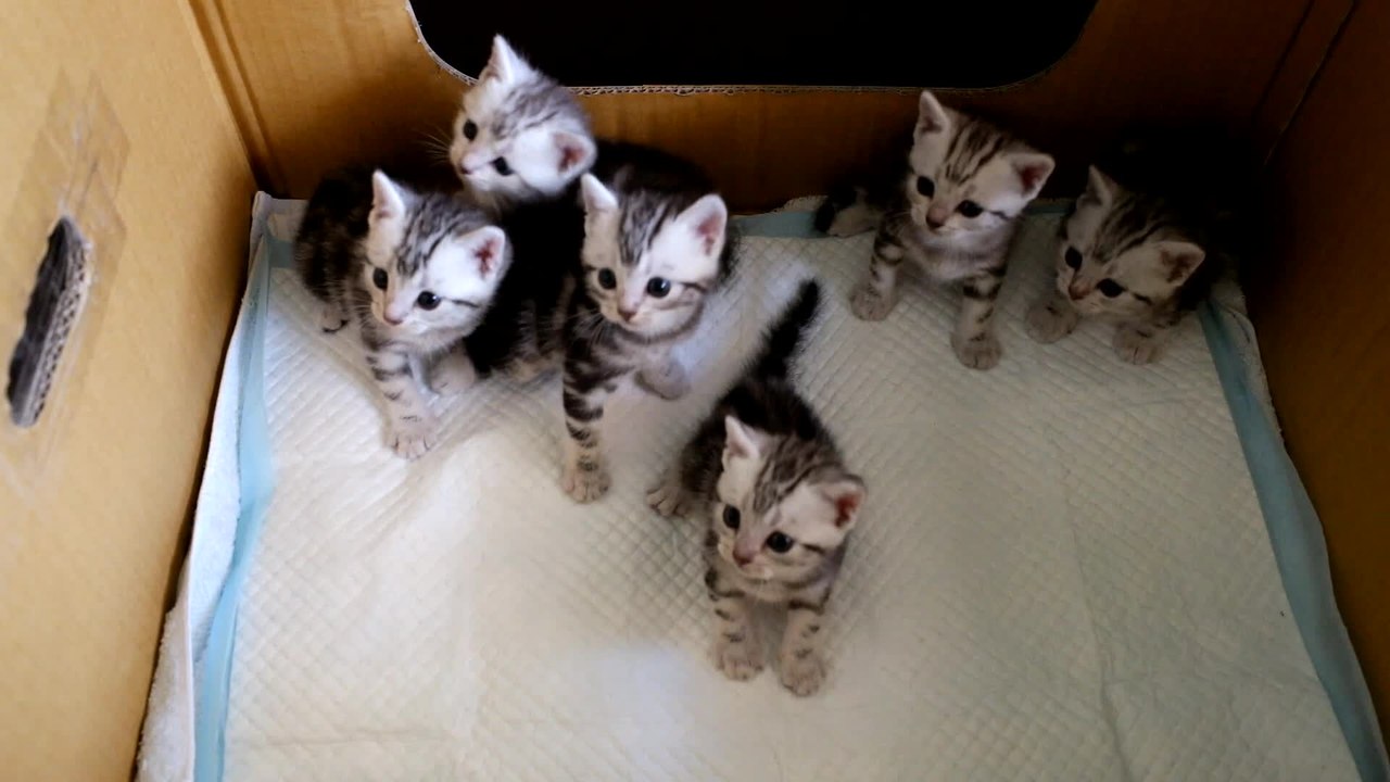 Curious kittens move their heads in sync