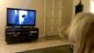 Howling dog sings along with opera singer