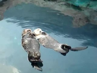 Adorable sea otters hold hands while napping