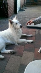 Clever dog disapproves cigarette