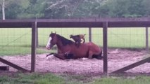 Baby goats climb onto patient horse named Mr. G