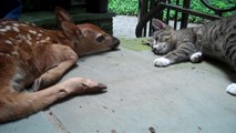 Kitten excited to see baby deer on the front porch
