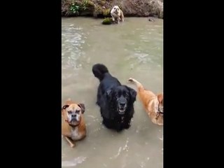 Bulldog gives synchronized swim team a lesson