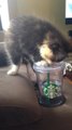 This adorable kitten loves Starbucks more than you do