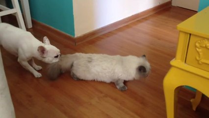 Bully puppy drags cat right out of the room!