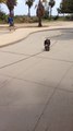 Skateboarding dog shows off impressive skills