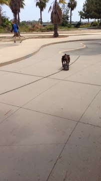 Skateboarding dog shows off impressive skills