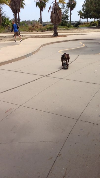 Skateboarding dog shows off impressive skills