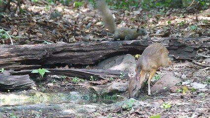 The Lesser Mouse-Deer is way too cute!