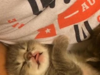 Kitten hiccups mid-sleep, cutest moment ever