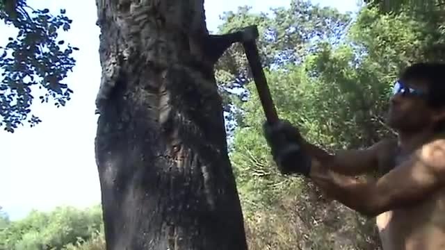 Harvesting raw cork from a tree in Italy