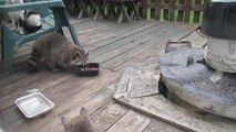 Raccoon totally fails getaway after stealing food