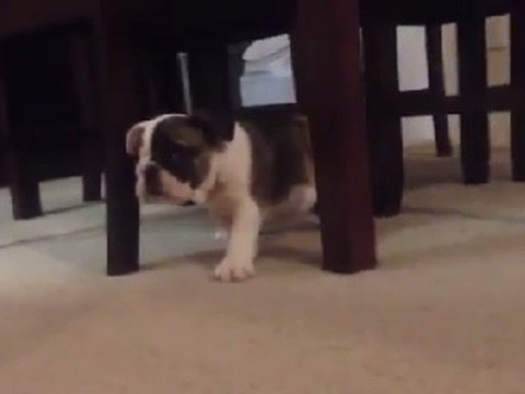 Dog Realizes She's on Camera, Reacts Adorably!