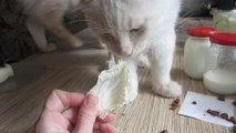 Vegetable-Loving Cat Munches on Cabbage