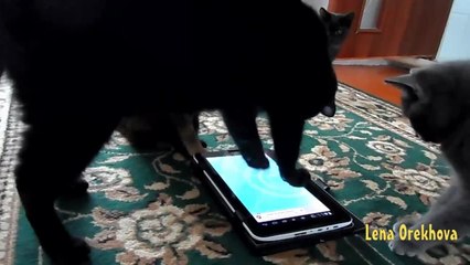Curious Cats Surround Helpless iPad Fish