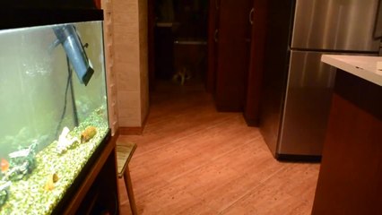 Cat Pretending to Be a Dog