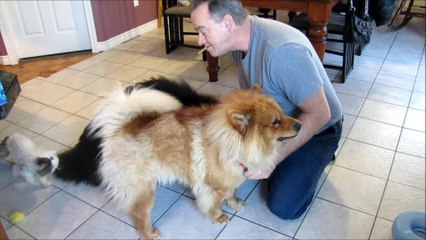 Funny ways to feed a chow chow dog