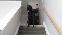 Black lab dog imitates owner's siren impression