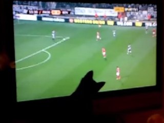 Kitten Tries To Catch Soccer Players on TV