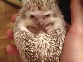 Cutest baby hedgehog waking up
