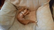 Goofy Dog Uses Couch to Entertain Himself