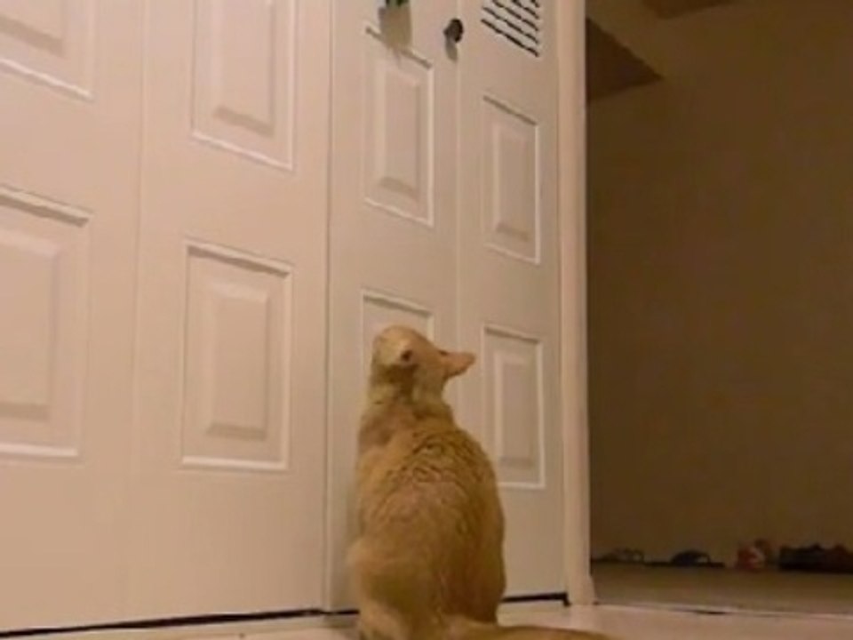 Nothing Stops This Cat From Getting His Toy