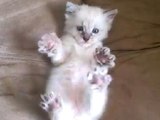 This Playful Kitten Will Melt Your Heart