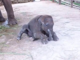 Baby Elephant Tries to Stand for First Time