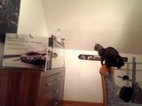 Cat Attempts Sneaky Attack, Embarrasses Herself