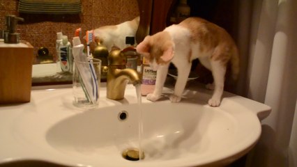 Cautious Cat Plays With Water for First Time