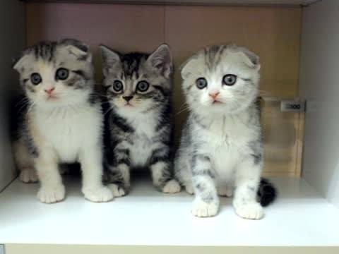 Adorable Kittens Moving Their Heads In Sync