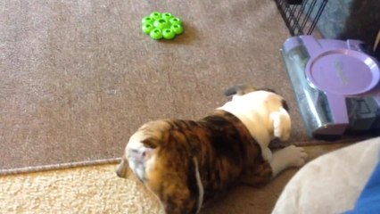 Puppy Doesn't Trust Electric Sweeper