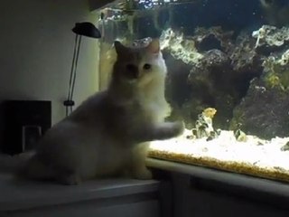 Cutest Ragdoll Kitten Attacking the Fish Tank